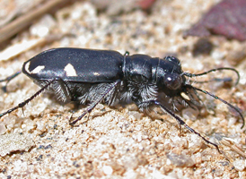 Festive Tiger Beetle